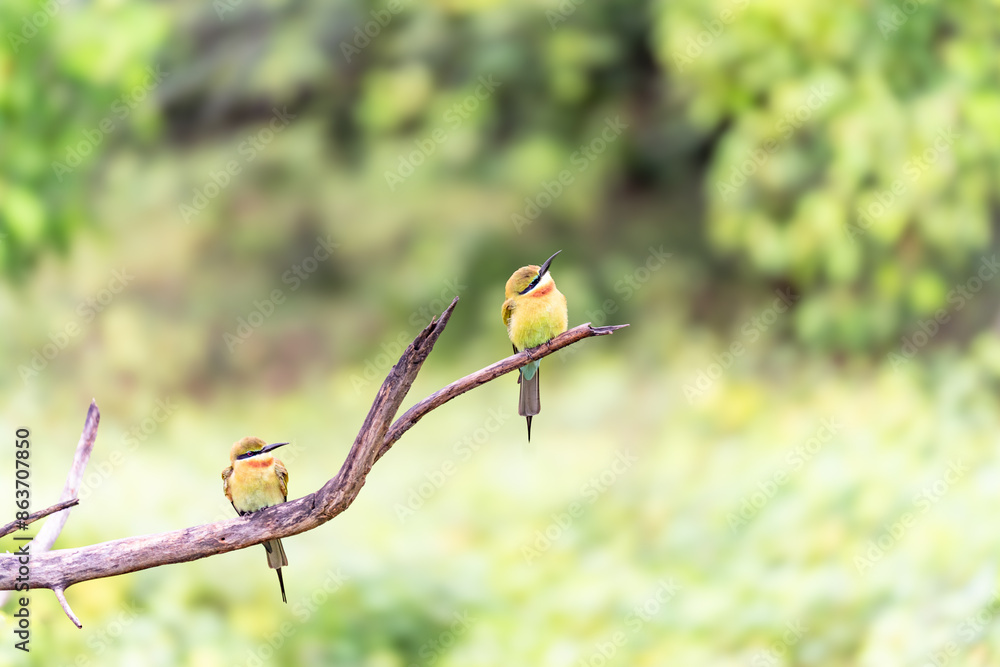 European bee-eater ( Merops apiaster ) is sitting on a twig European bee-eater ( Merops apiaster ) is sitting on a twig