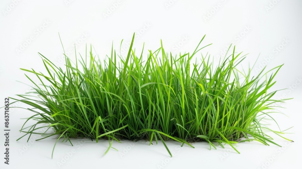 Grass isolated on white background. Illustration generatd by ai Grass isolated on white background. Illustration generatd by ai