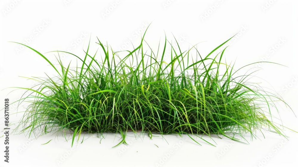 Grass isolated on white background. Illustration generatd by ai Grass isolated on white background. Illustration generatd by ai