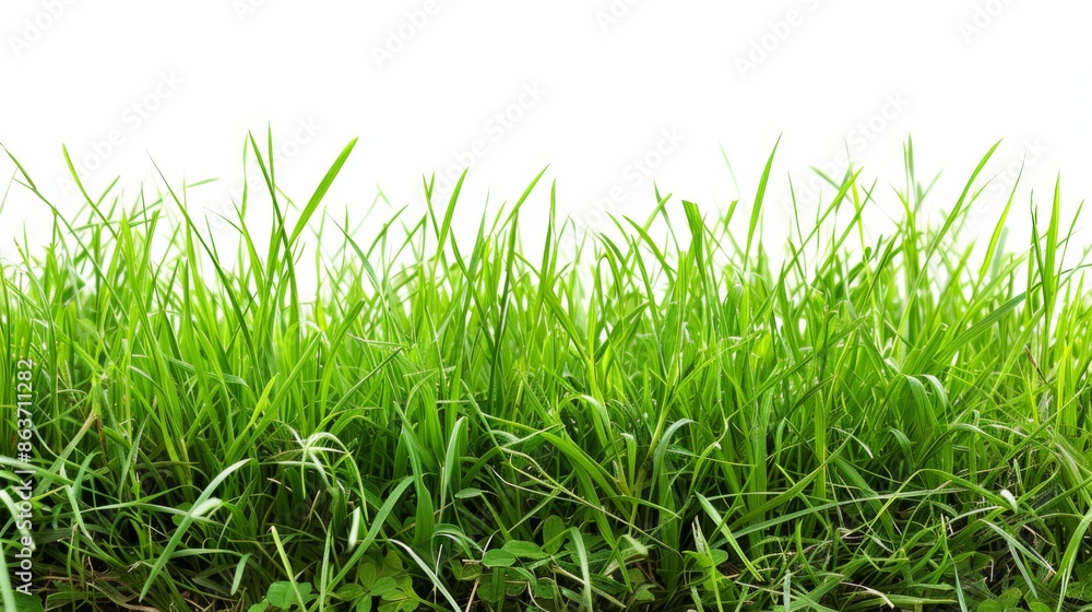 Fototapeta premium Grass isolated on white background. Illustration generatd by ai