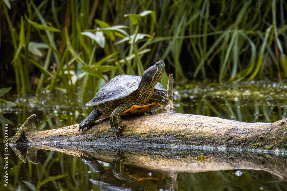 Fototapeta premium A red-eared slider turtle lays on a wooden log with green plants behind in the water and looks toward the camera lens on a sunny summer day.