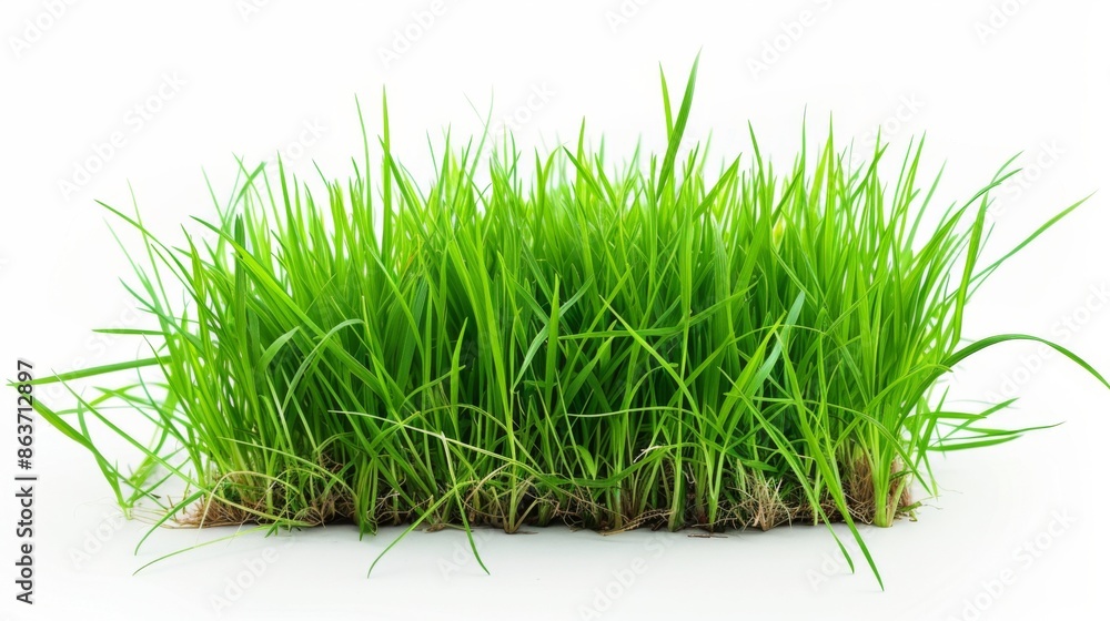 Grass isolated on white background. Illustration generatd by ai Grass isolated on white background. Illustration generatd by ai