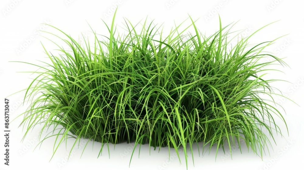 Grass isolated on white background. Illustration generatd by ai Grass isolated on white background. Illustration generatd by ai