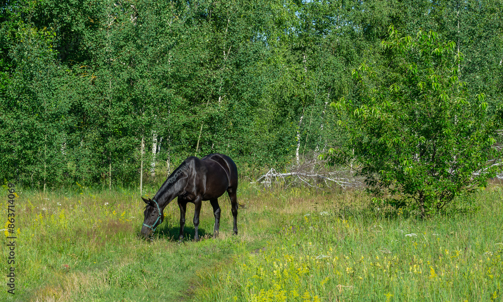 A horse grazes in a meadow near the forest. A horse grazes in a meadow near the forest.
