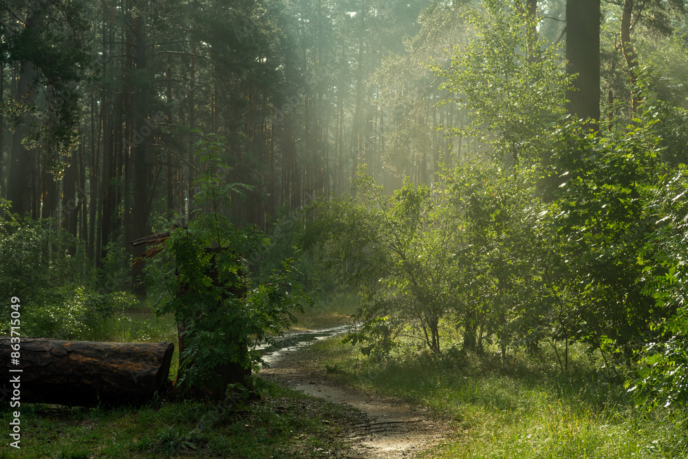 Obraz premium Sunny morning in the forest. The rays of the sun break through the branches of the trees. Good weather for nature walks.