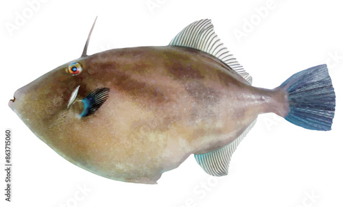 海の魚、ウマズラハギの魚体（リアルタッチ・レタッチ切り抜きイラスト）