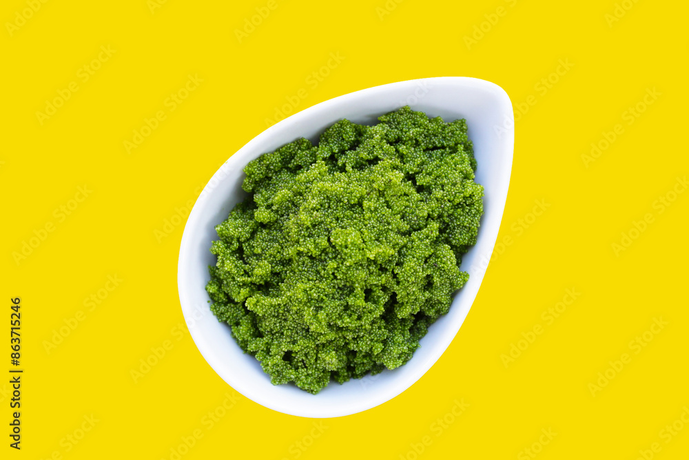Wolffia globosa or swamp algae, water meal Wolffia globosa or swamp algae, water meal