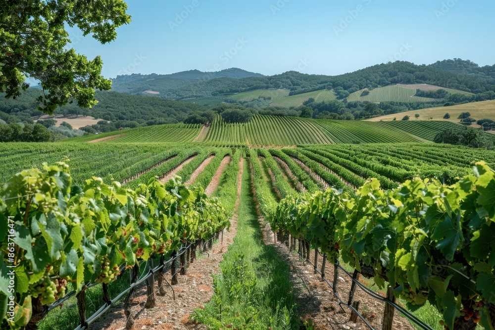 A picturesque vineyard with rows of grapevines stretching into the distance, under a clear blue sky. A picturesque vineyard with rows of grapevines stretching into the distance, under a clear blue sky.
