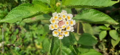 White and Yellow Lantana Flowers on Green Leaves Background