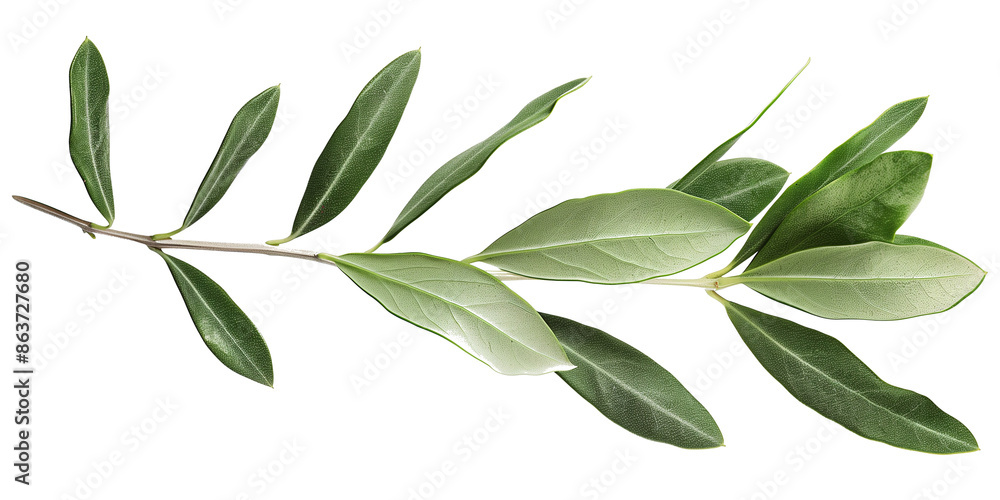 Olive branch isolated on transparent or white background Olive branch isolated on transparent or white background