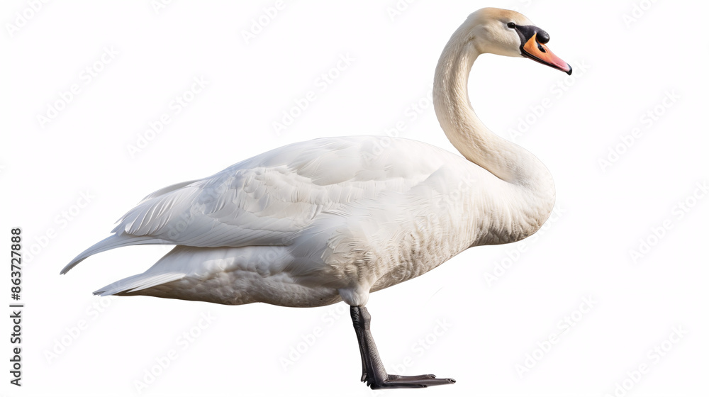 Fototapeta premium White swan isolated on a white background. The mute swan, Cygnus olor