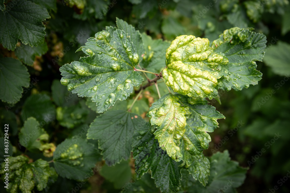 Plant pests, colony of aphids damaged the leaf of the berry bush Plant pests, colony of aphids damaged the leaf of the berry bush