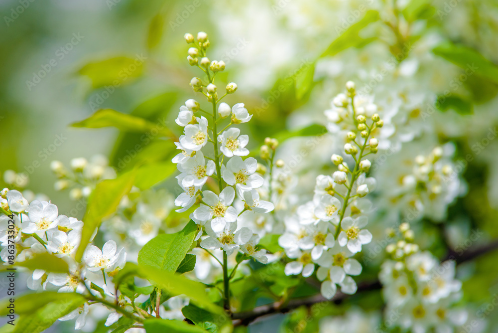 Bird cherry branches in the garden in spring
Bird cherry branches in the garden in spring