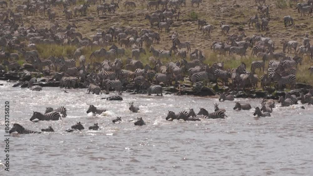 A huge group of zebras crossing the mara river during the migration season. A huge group of zebras crossing the mara river during the migration season.