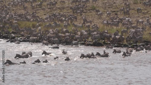 A huge group of zebras crossing the mara river during the migration season. photo