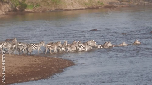 Zebras crossing the Mara river during the migration season. photo