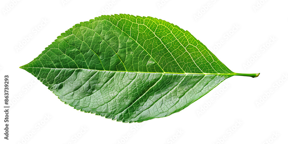 Fototapeta premium Green leaf isolated on transparent or white background 