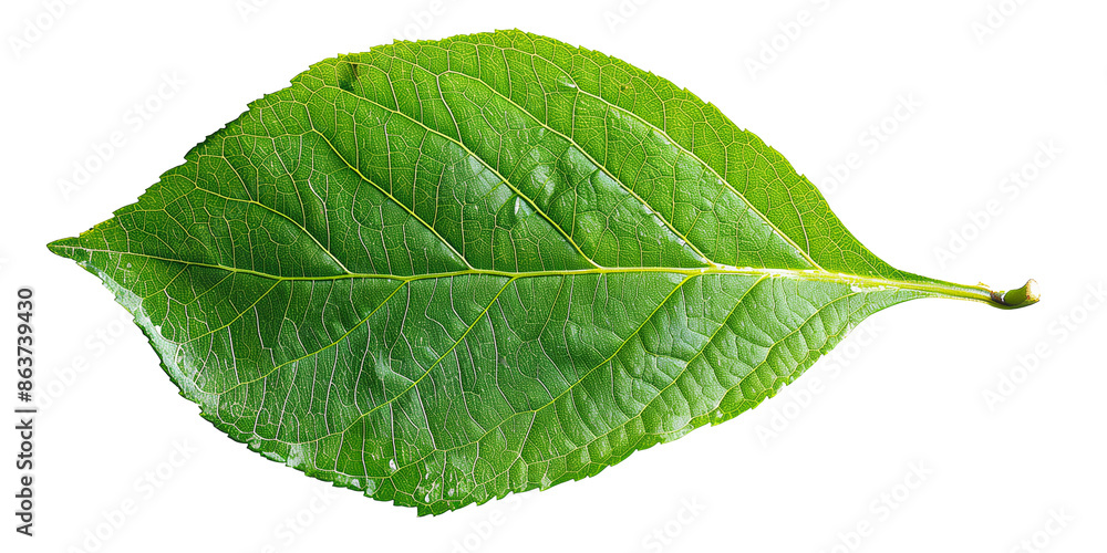 Obraz premium Green leaf isolated on transparent or white background 