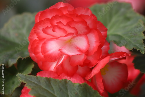 Tuberous begonias. Begonia tuberhybrida in flowerpot. Close up. photo