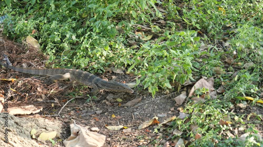 Asian Water monitor in public park Asian Water monitor in public park