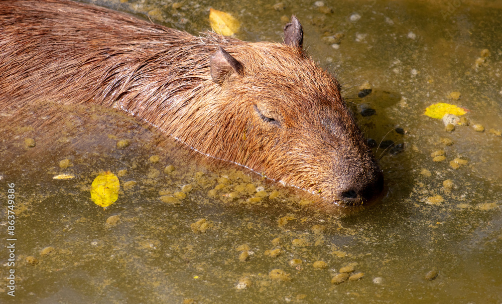 Capybaras swim in the water in nature Capybaras swim in the water in nature