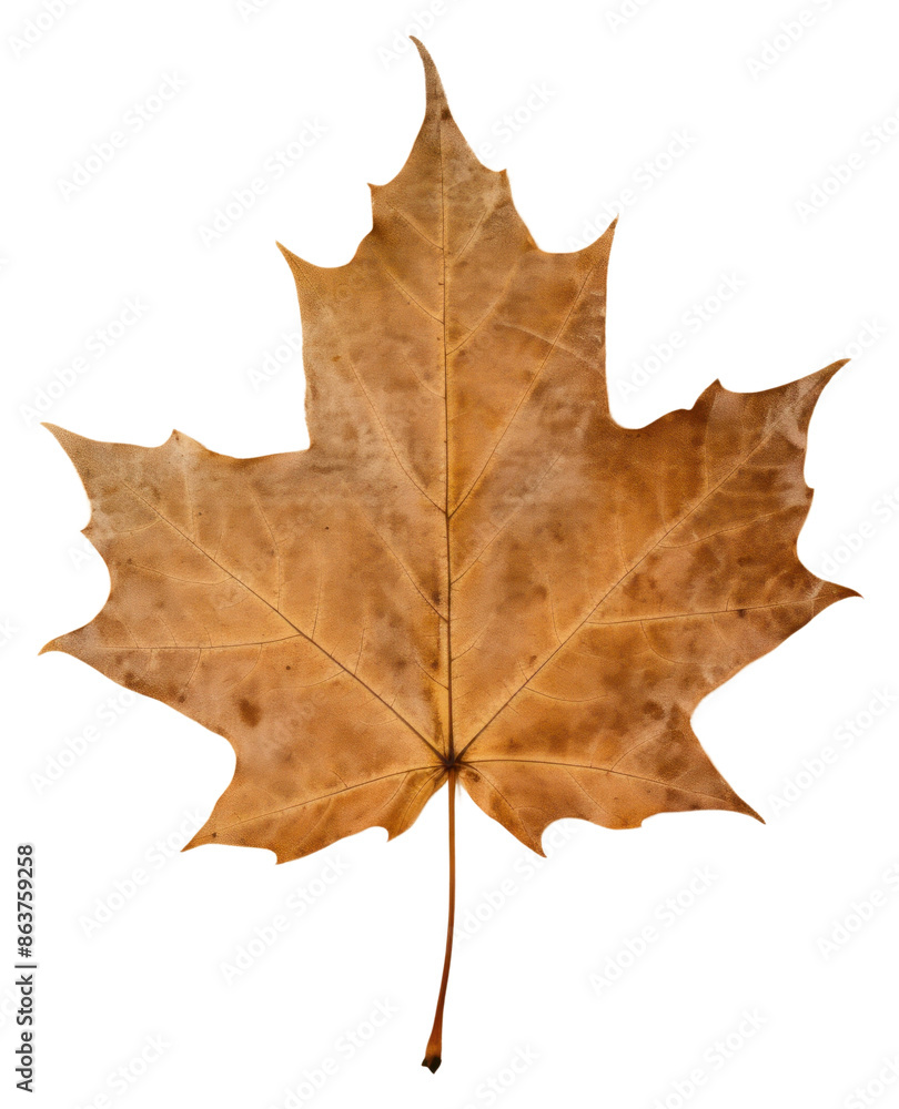 Obraz premium PNG Real Pressed an unique summer leaf maple plant paper.