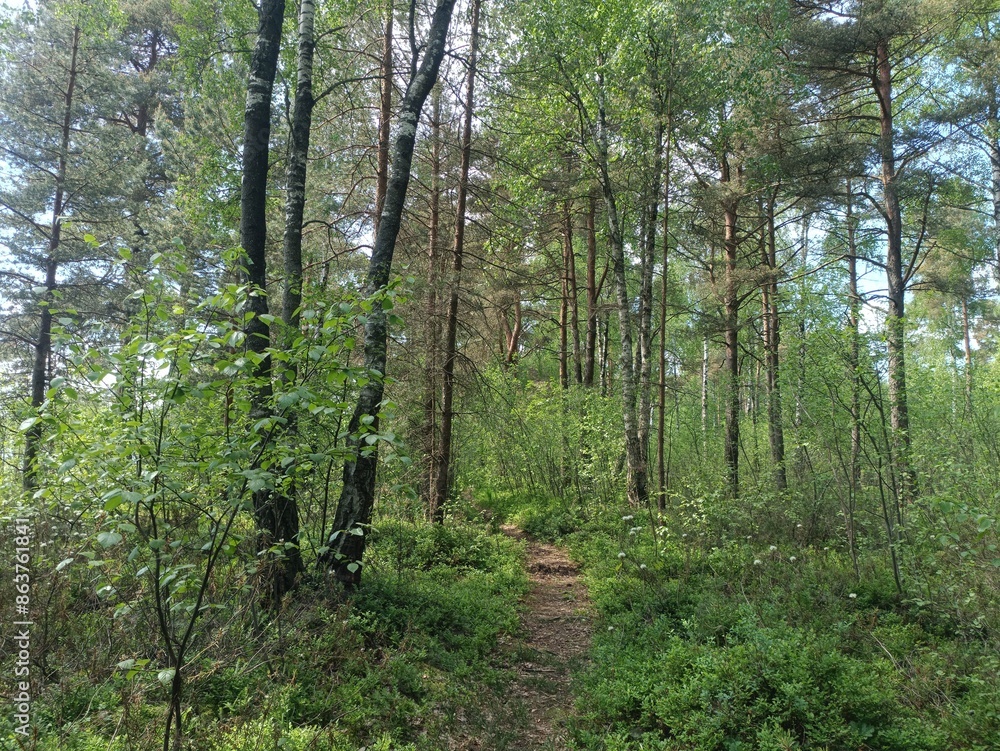 Rekyva forest during sunny summer day. Pine and birch tree woodland. Blueberry bushes are growing in woods. Sunny day with white and gray clouds in sky. Summer season. Nature. Rekyvos miskas. Rekyva forest during sunny summer day. Pine and birch tree woodland. Blueberry bushes are growing in woods. Sunny day with white and gray clouds in sky. Summer season. Nature. Rekyvos miskas.