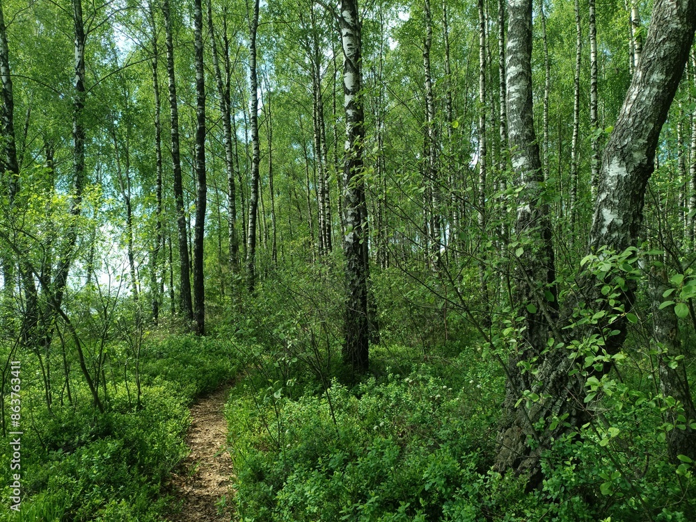 Rekyva forest during sunny summer day. Pine and birch tree woodland. Blueberry bushes are growing in woods. Sunny day with white and gray clouds in sky. Summer season. Nature. Rekyvos miskas. Rekyva forest during sunny summer day. Pine and birch tree woodland. Blueberry bushes are growing in woods. Sunny day with white and gray clouds in sky. Summer season. Nature. Rekyvos miskas.