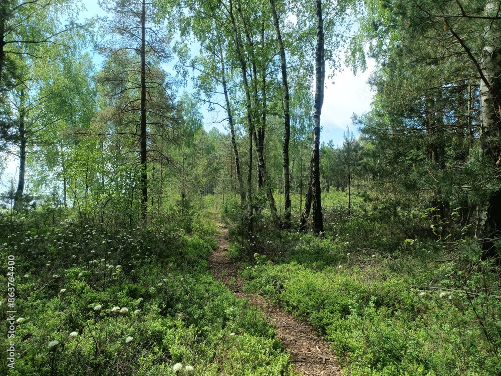 Rekyva forest during sunny summer day. Pine and birch tree woodland. Blueberry bushes are growing in woods. Sunny day with white and gray clouds in sky. Summer season. Nature. Rekyvos miskas. Rekyva forest during sunny summer day. Pine and birch tree woodland. Blueberry bushes are growing in woods. Sunny day with white and gray clouds in sky. Summer season. Nature. Rekyvos miskas.