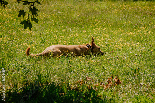 Fototapeta Naklejka Na Ścianę i Meble -  Pies bawiący się w trawie