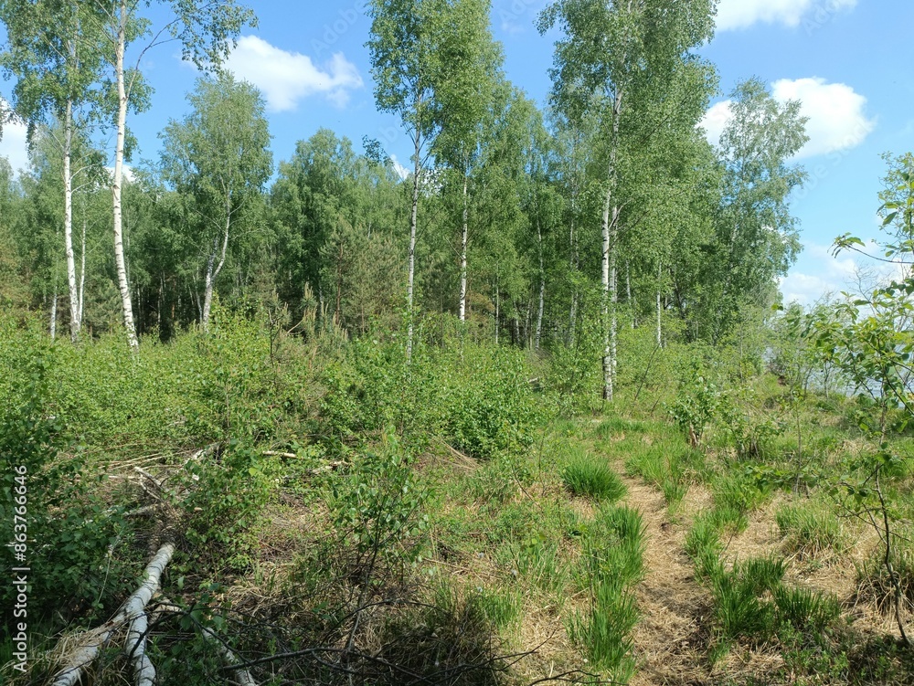 Rekyva forest during sunny summer day. Pine and birch tree woodland. Blueberry bushes are growing in woods. Sunny day with white and gray clouds in sky. Summer season. Nature. Rekyvos miskas. Rekyva forest during sunny summer day. Pine and birch tree woodland. Blueberry bushes are growing in woods. Sunny day with white and gray clouds in sky. Summer season. Nature. Rekyvos miskas.