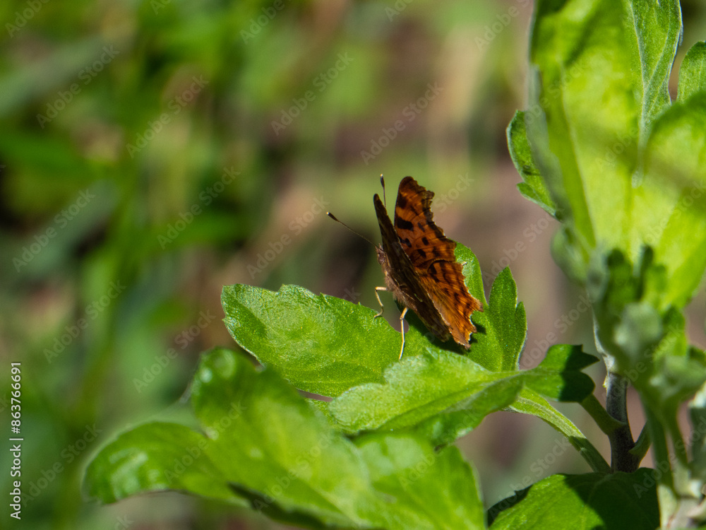 Close-Up of a Butterfly Landed on a Green Leaf Close-Up of a Butterfly Landed on a Green Leaf