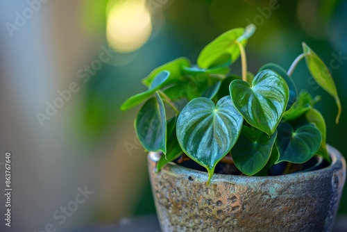 Heart-leaf Philodendron (Philodendron hederaceum)in Flowerpot Closeup, Philodendron Macro House Plant photo