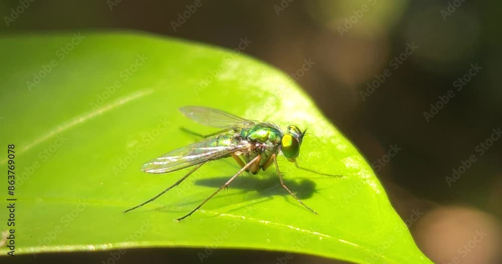 Robber Fly Resting On Leaf Robber Fly Resting On Leaf