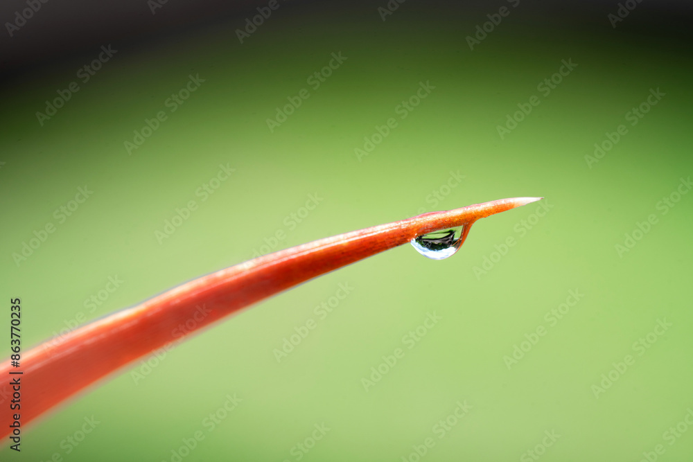 Close-up waterdrop on orange leaf. Close-up waterdrop on orange leaf.