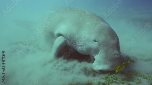 Se Cow or Dugong (Dugong dugon) eating Smooth ribbon seagrass (Cymodoce rotundata) on seagrass meadow then floats to surface of water, close up photo