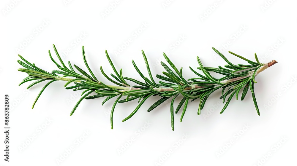 Fototapeta premium Twig of rosemary, isolated on white background.