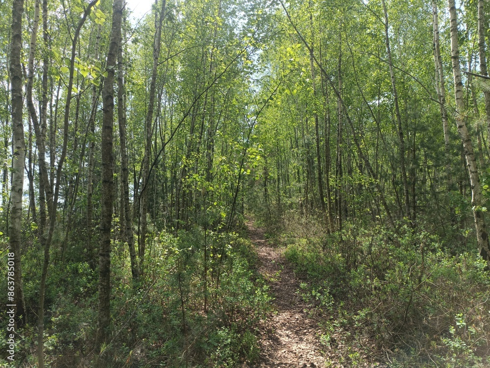 Rekyva forest and lake during sunny summer day. Pine and birch tree woodland. Wavy lake. Bushes and small trees are growing in woods. Sunny day with white clouds in sky. Nature. Rekyvos miskas. Rekyva forest and lake during sunny summer day. Pine and birch tree woodland. Wavy lake. Bushes and small trees are growing in woods. Sunny day with white clouds in sky. Nature. Rekyvos miskas.