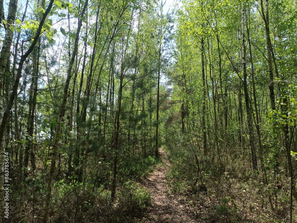 Rekyva forest and lake during sunny summer day. Pine and birch tree woodland. Wavy lake. Bushes and small trees are growing in woods. Sunny day with white clouds in sky. Nature. Rekyvos miskas. Rekyva forest and lake during sunny summer day. Pine and birch tree woodland. Wavy lake. Bushes and small trees are growing in woods. Sunny day with white clouds in sky. Nature. Rekyvos miskas.