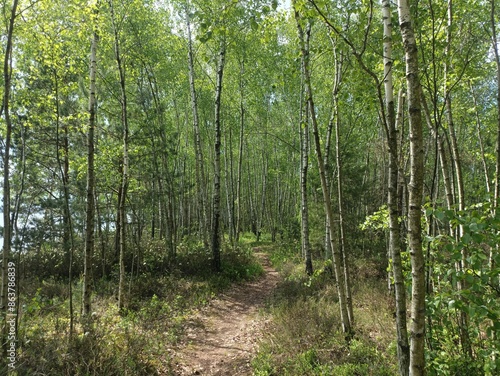 Rekyva forest and lake during sunny summer day. Pine and birch tree woodland. Wavy lake. Bushes and small trees are growing in woods. Sunny day with white clouds in sky. Nature. Rekyvos miskas.