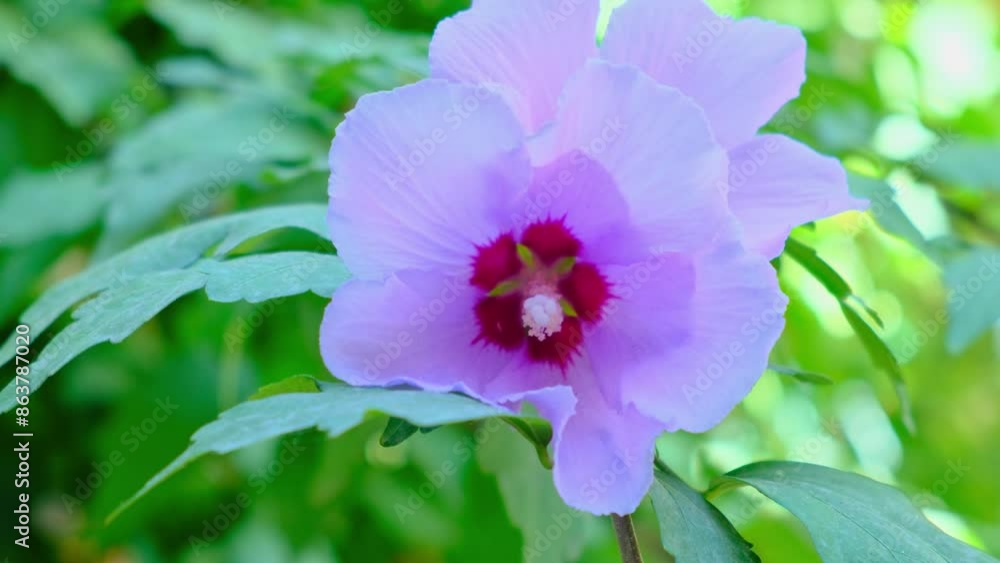 bee on purple flower bee on purple flower