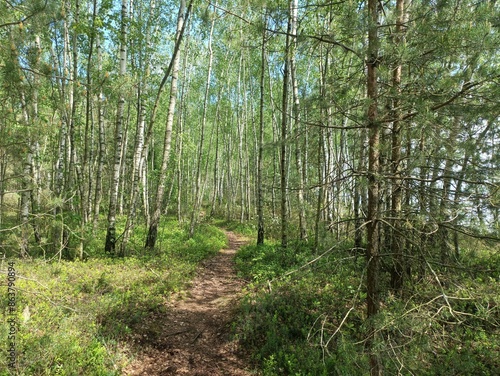 Rekyva forest and lake during sunny summer day. Pine and birch tree woodland. Wavy lake. Bushes and small trees are growing in woods. Sunny day with white clouds in sky. Nature. Rekyvos miskas.