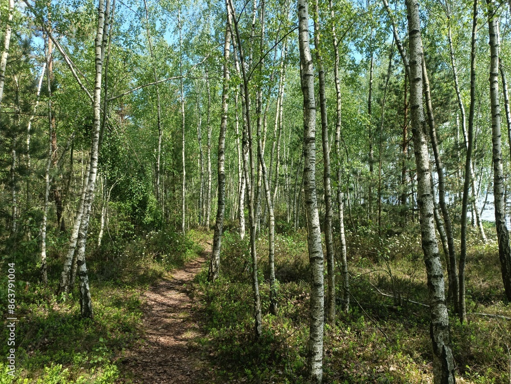 Rekyva forest and lake during sunny summer day. Pine and birch tree woodland. Wavy lake. Bushes and small trees are growing in woods. Sunny day with white clouds in sky. Nature. Rekyvos miskas. Rekyva forest and lake during sunny summer day. Pine and birch tree woodland. Wavy lake. Bushes and small trees are growing in woods. Sunny day with white clouds in sky. Nature. Rekyvos miskas.