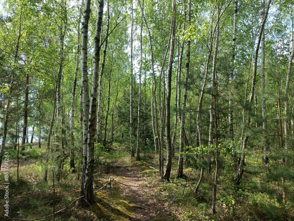 Rekyva forest and lake during sunny summer day. Pine and birch tree woodland. Wavy lake. Bushes and small trees are growing in woods. Sunny day with white clouds in sky. Nature. Rekyvos miskas. Rekyva forest and lake during sunny summer day. Pine and birch tree woodland. Wavy lake. Bushes and small trees are growing in woods. Sunny day with white clouds in sky. Nature. Rekyvos miskas.