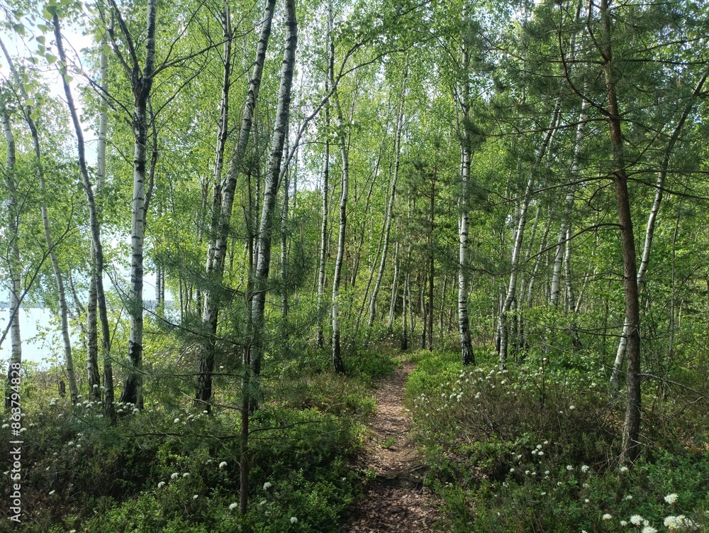 Rekyva forest and lake during sunny summer day. Pine and birch tree woodland. Wavy lake. Bushes and small trees are growing in woods. Sunny day with white clouds in sky. Nature. Rekyvos miskas. Rekyva forest and lake during sunny summer day. Pine and birch tree woodland. Wavy lake. Bushes and small trees are growing in woods. Sunny day with white clouds in sky. Nature. Rekyvos miskas.