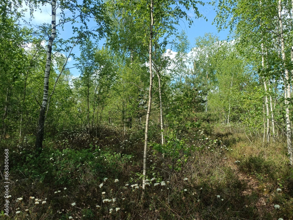 Rekyva forest during sunny summer day. Pine and birch tree woodland. Blueberry bushes are growing in woods. Sunny day with white and gray clouds in sky. Summer season. Nature. Rekyvos miskas. Rekyva forest during sunny summer day. Pine and birch tree woodland. Blueberry bushes are growing in woods. Sunny day with white and gray clouds in sky. Summer season. Nature. Rekyvos miskas.