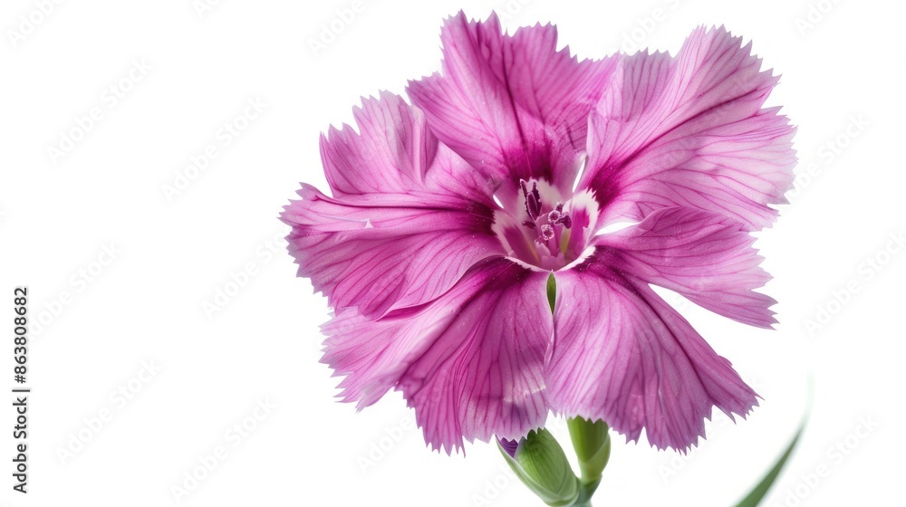 Dianthus flower isolated on white background. Dianthus flower isolated on white background.