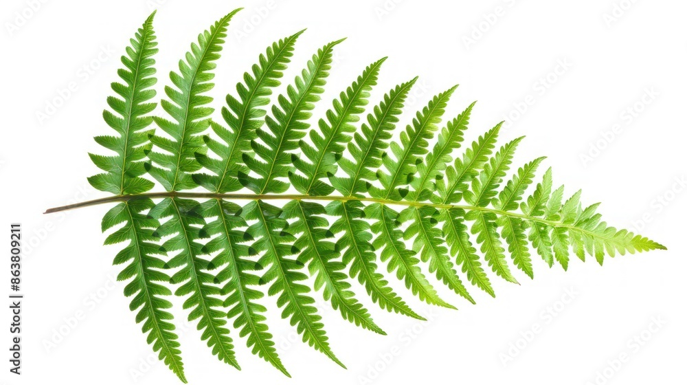 Fern leaf. Isolated on white background. Fern leaf. Isolated on white background.