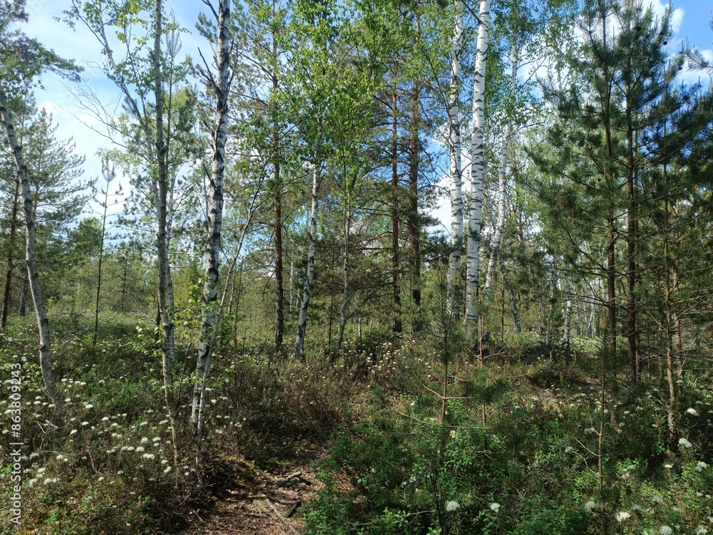 Rekyva forest during sunny summer day. Pine and birch tree woodland. Blueberry bushes are growing in woods. Sunny day with white and gray clouds in sky. Summer season. Nature. Rekyvos miskas. Rekyva forest during sunny summer day. Pine and birch tree woodland. Blueberry bushes are growing in woods. Sunny day with white and gray clouds in sky. Summer season. Nature. Rekyvos miskas.