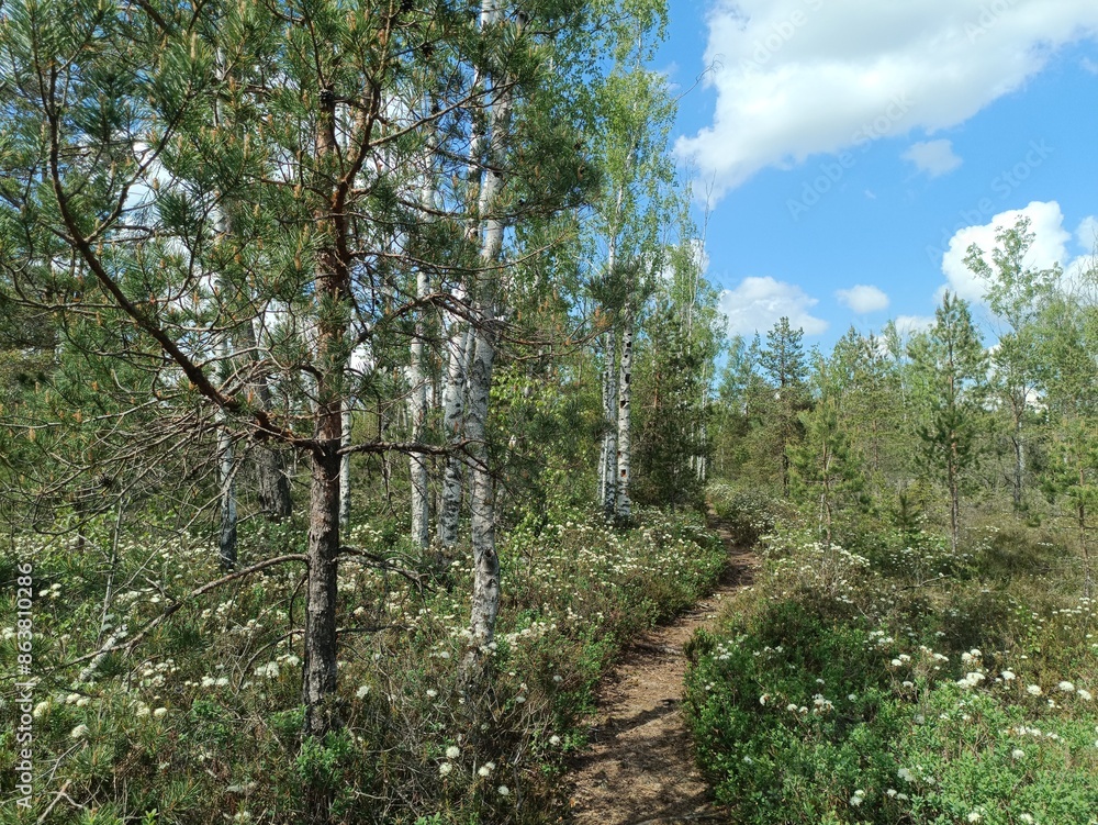 Rekyva forest during sunny summer day. Pine and birch tree woodland. Blueberry bushes are growing in woods. Sunny day with white and gray clouds in sky. Summer season. Nature. Rekyvos miskas. Rekyva forest during sunny summer day. Pine and birch tree woodland. Blueberry bushes are growing in woods. Sunny day with white and gray clouds in sky. Summer season. Nature. Rekyvos miskas.
